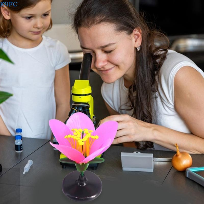 K9FC Realistisches Pflanzenleh – Science Exhibition Models Bewertung und Preis