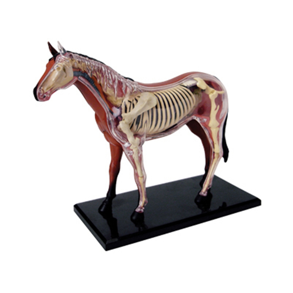 Tier Orgel Anatomie Modell 4D  – Science Toys Diy Bewertung und Preis