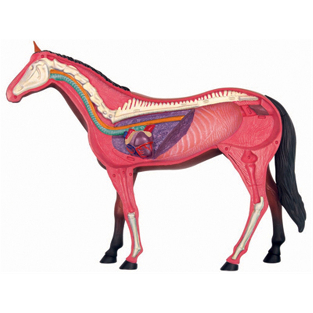 Tier Orgel Anatomie Modell 4D  – Science Toys Diy Bewertung und Preis