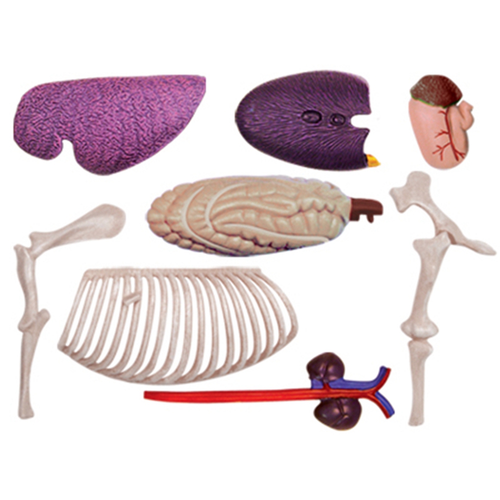 Tier Orgel Anatomie Modell 4D  – Science Toys Diy Bewertung und Preis