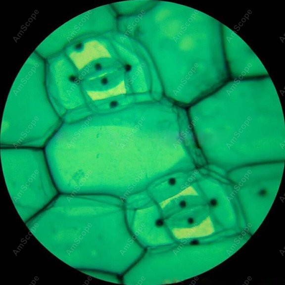 AmScope M148 Serie Biologische – Microscope Compound 40X Bewertung und Preis